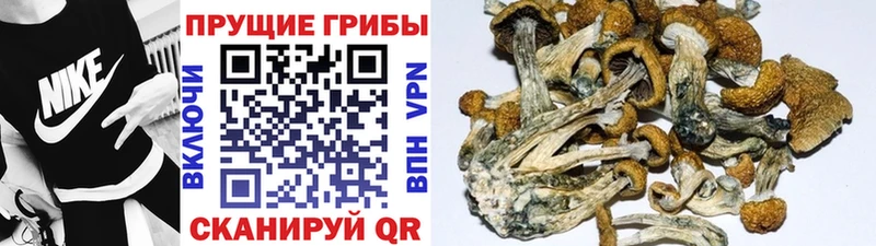 Галлюциногенные грибы прущие грибы  Заволжск 